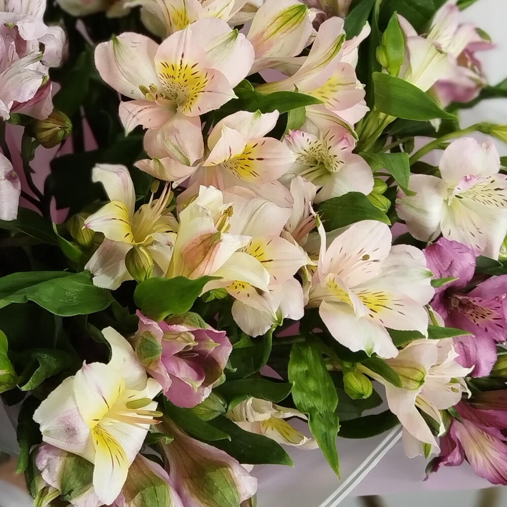 Микс Альстромерия