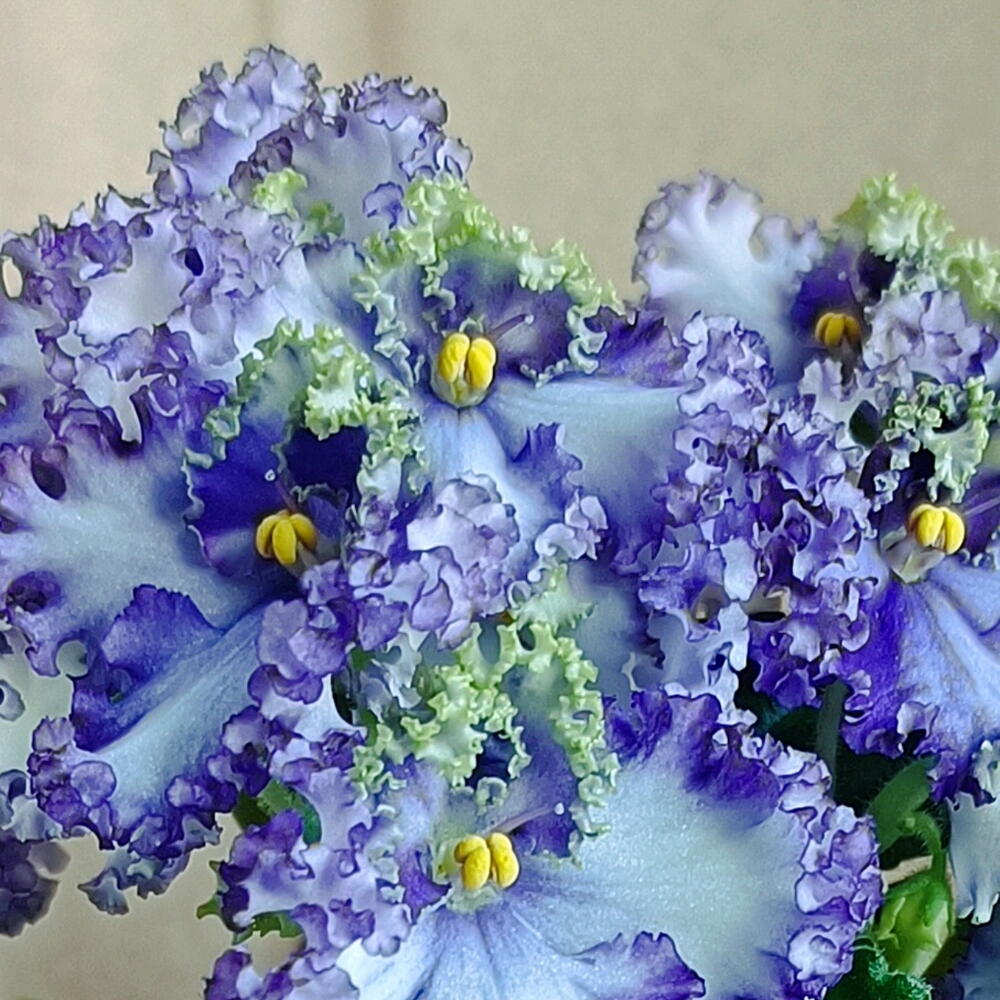 Фиалка Curly Ocean