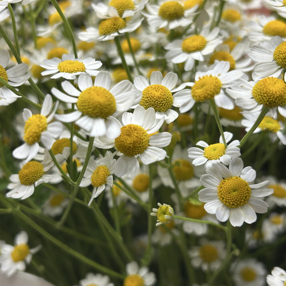 Ромашки Матрикария