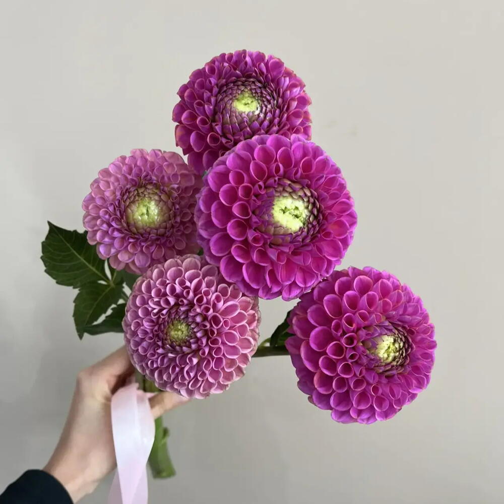 Георгины 5шт малиновые