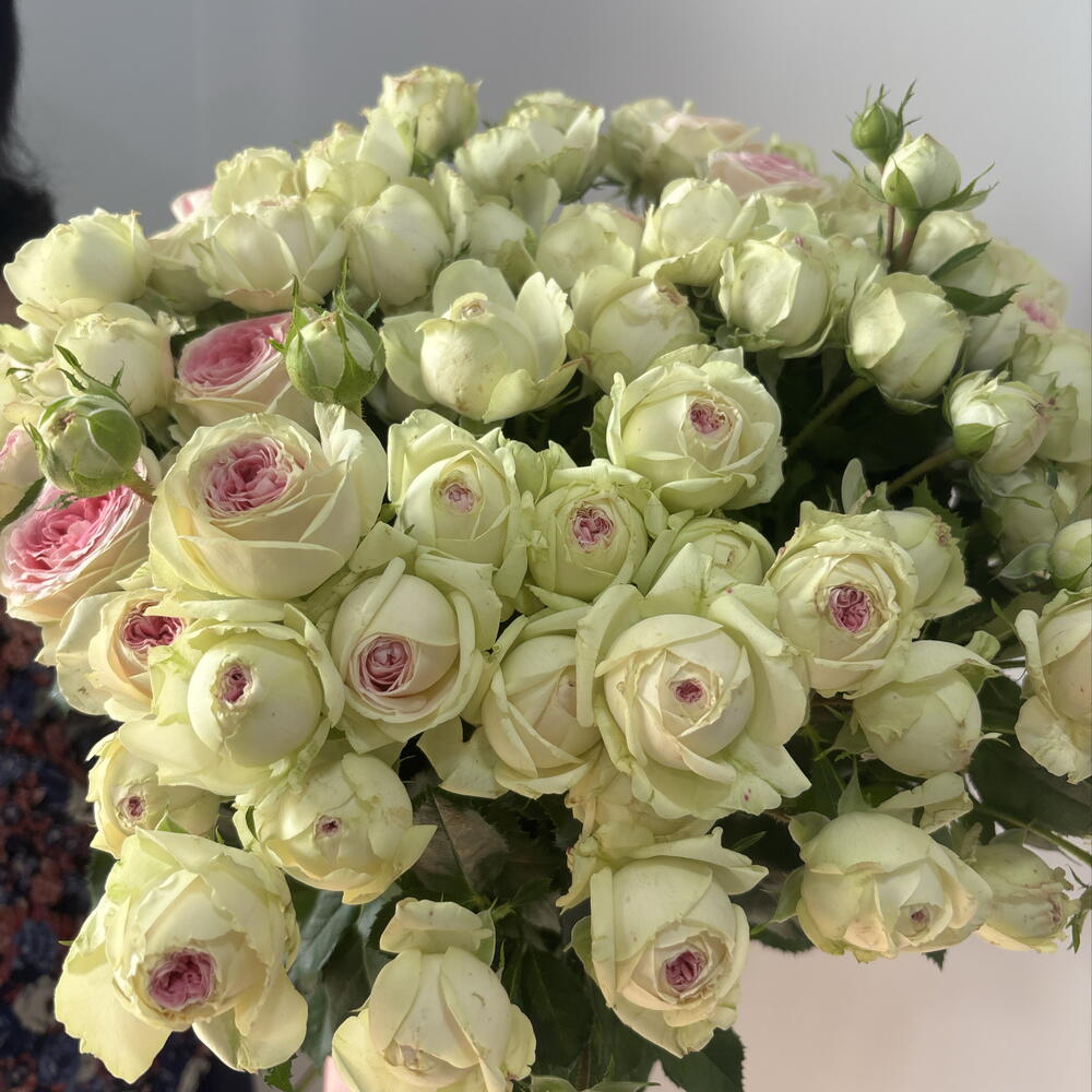 Кустовая 🌸 Роза