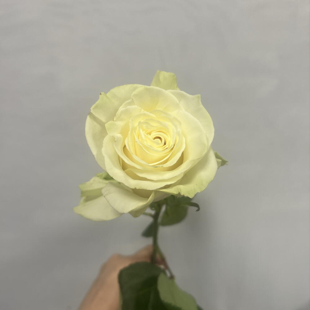 Роза Мондиаль 70см