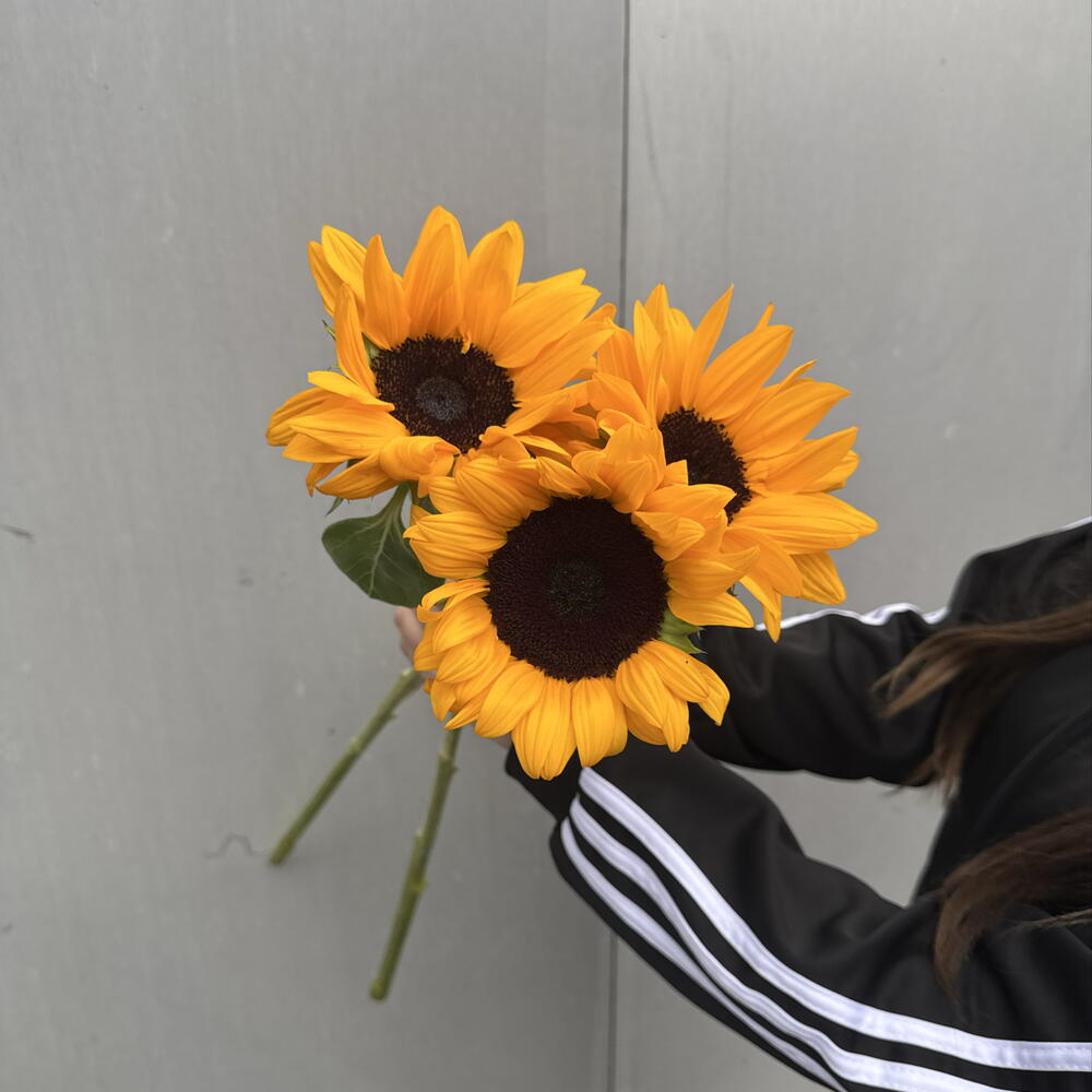 Подсолнухи 3 шт 🌻