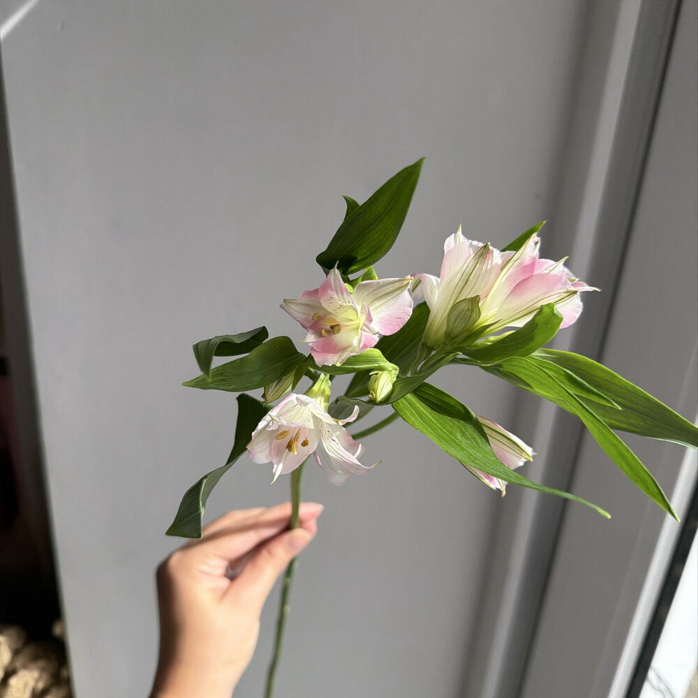 Розовая альстромерия