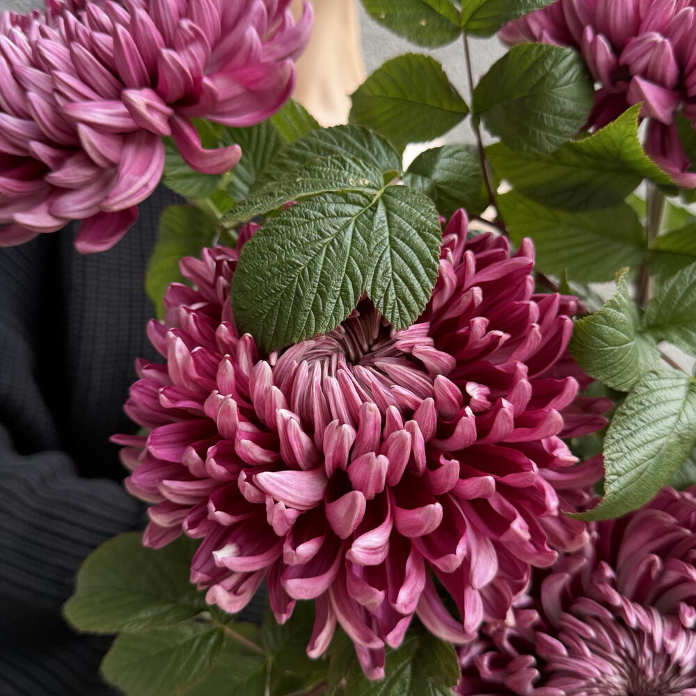 Моно букет в коробке: хризантема Бигуди Перпл 7 шт, малина