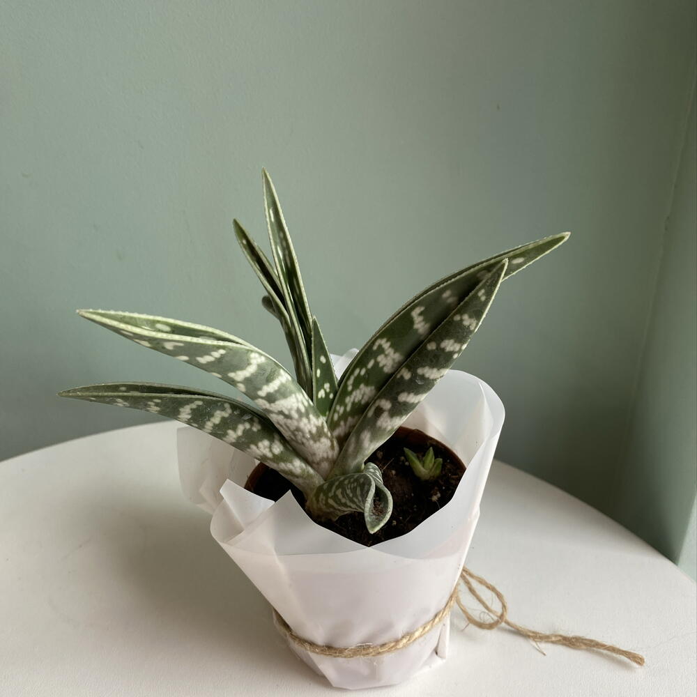 Алое Variegata