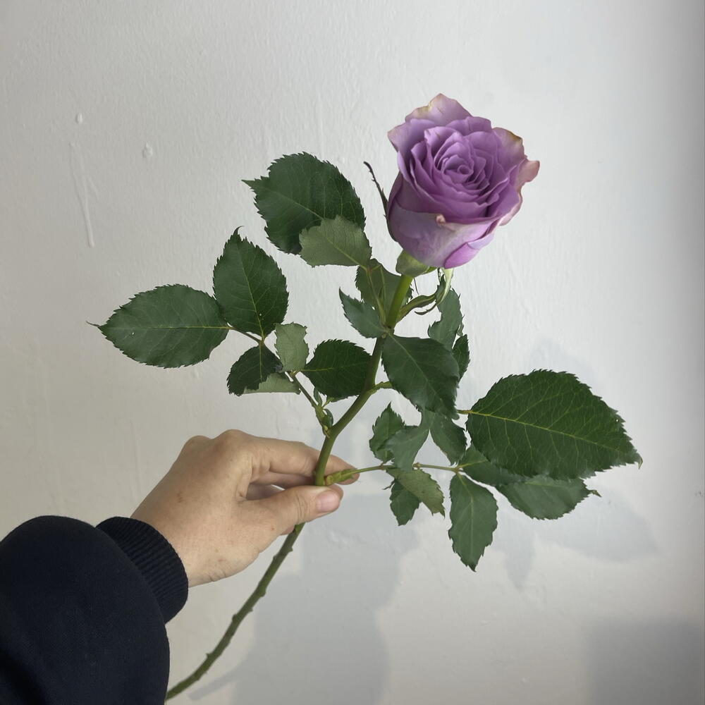 Розы фиолетовые 💜