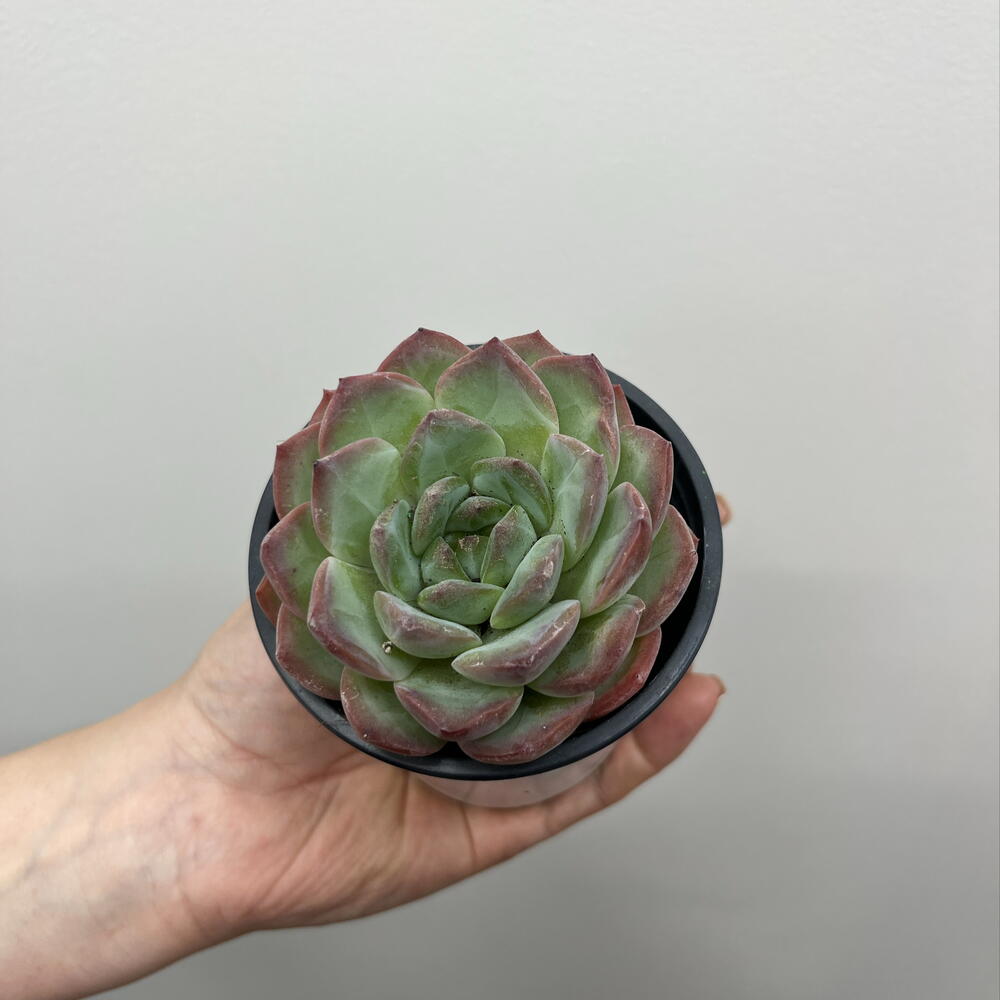 Суккулент Strawberry Almond 9/10 в горшке