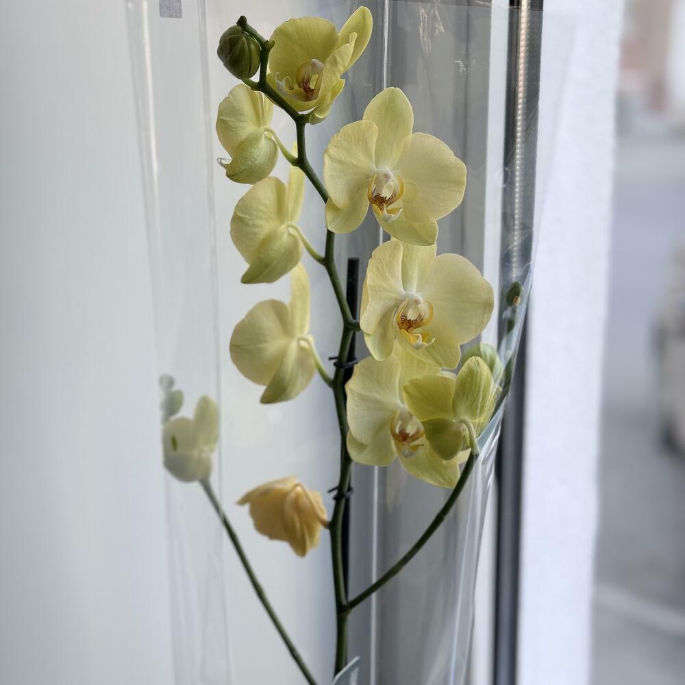 Yellow orchid phalaenopsis