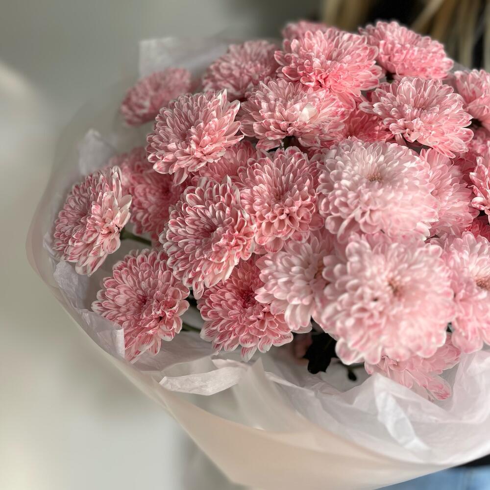 Стойкая хризантема вишневая 🍒