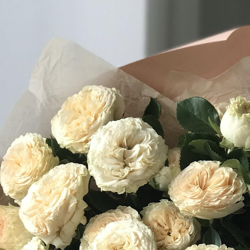 5 кустовых  пионовидных роз Summer Spray Rose