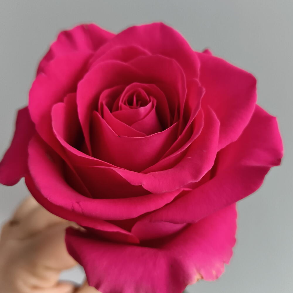 Роза Pink Floid 80