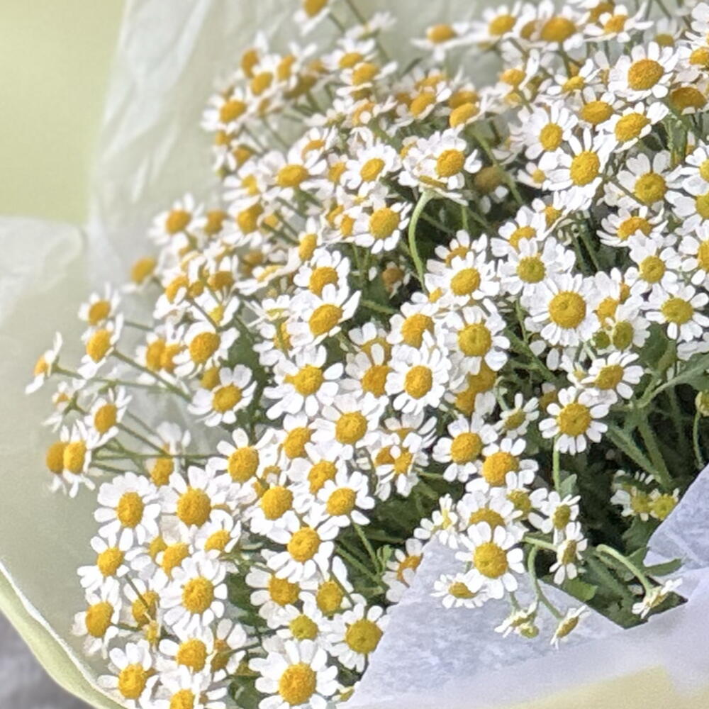 Букет ароматных маленьких ромашек 💛