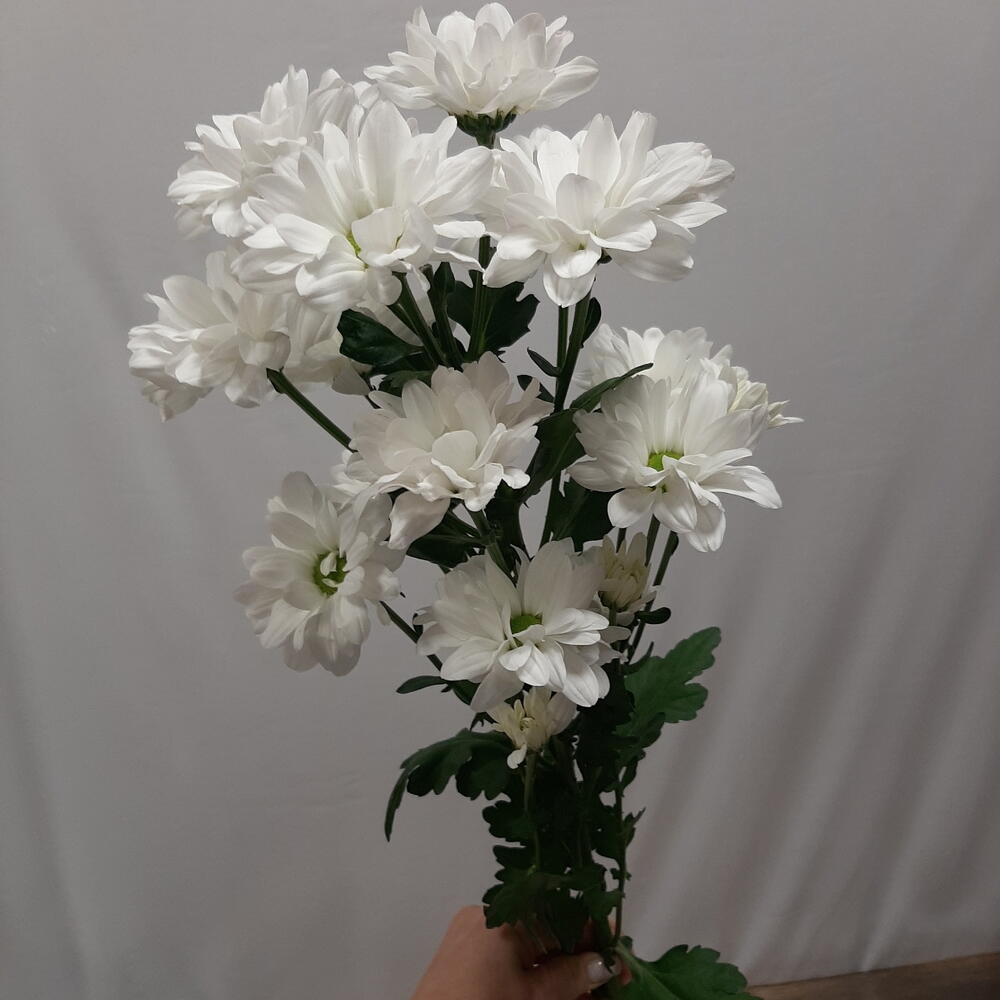 Хризантема куставая Чик