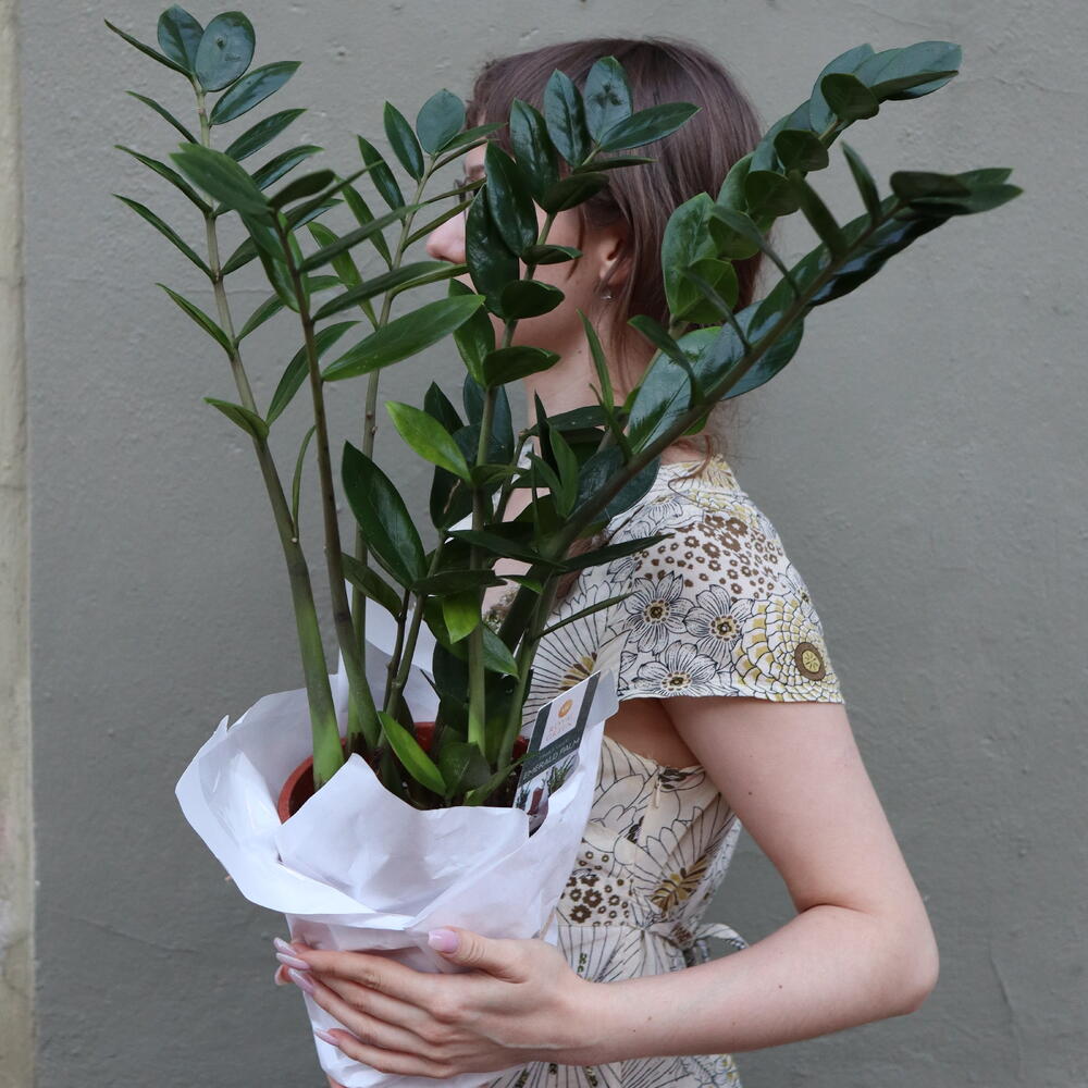 Комнатное растение Замиокулькас Emerald Palm (d 17см)