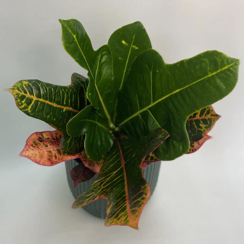 Кодиеум / Codiaeum