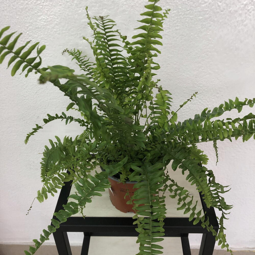 Папоротник- Нефролепис Green Lady