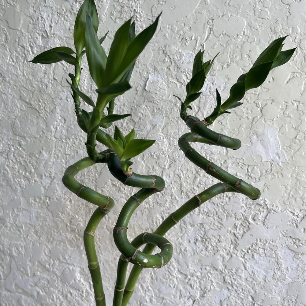 Драцена Сандера Спираль «Бамбук счастья» (Lucky Bamboo)