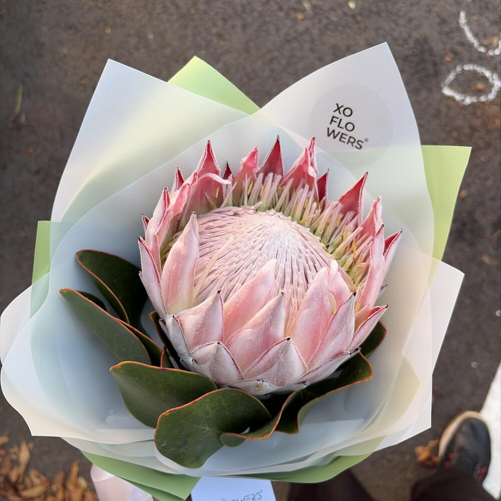 Протея от XOFLOWERS