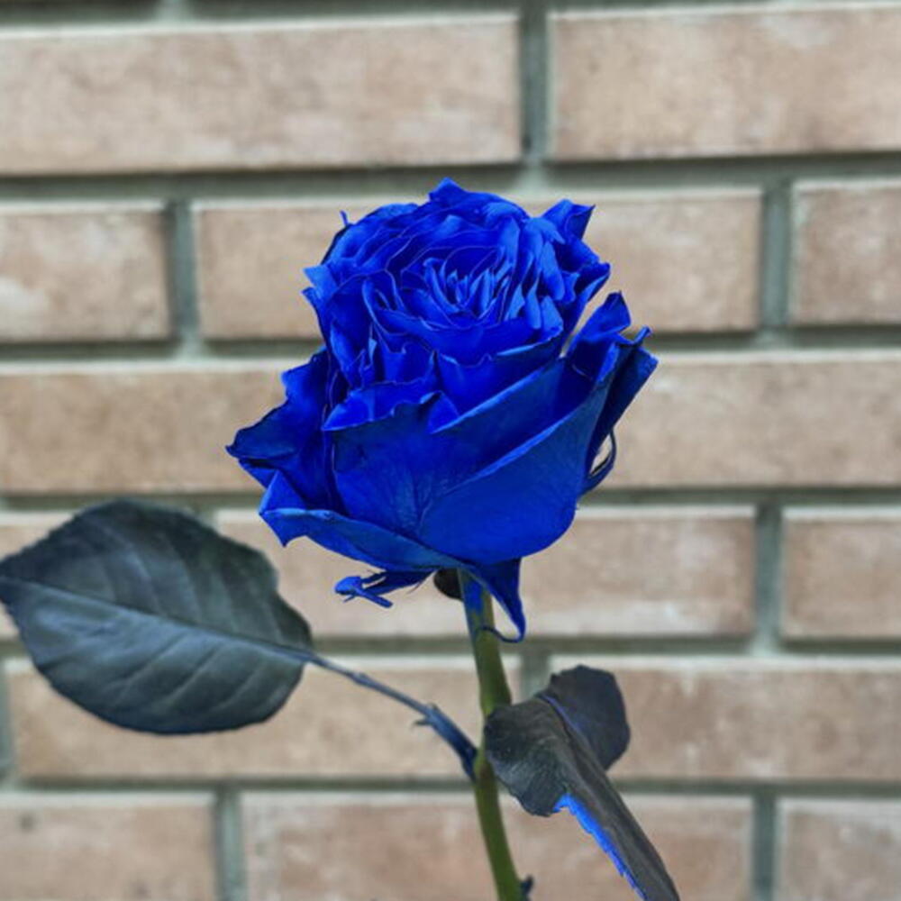 Роза Blue 60 см