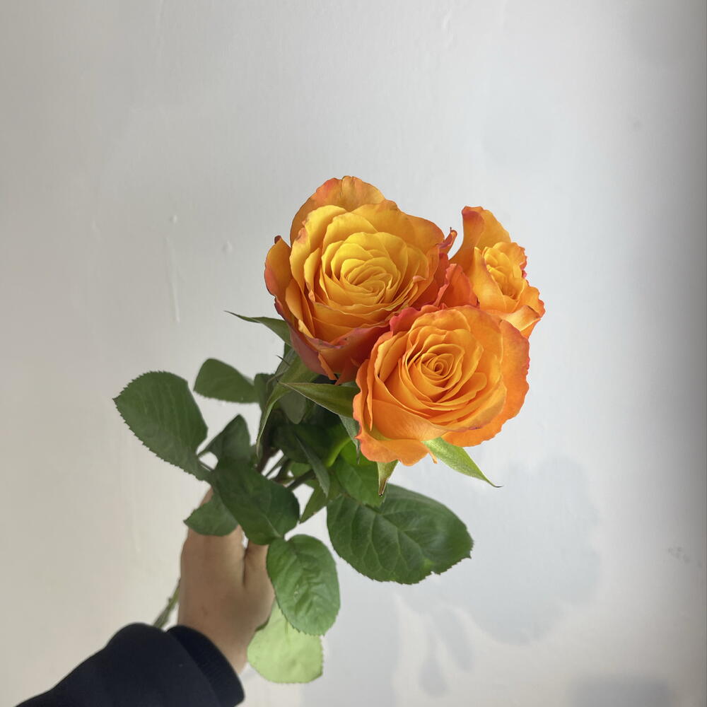 Розы рыжие 🧡3
