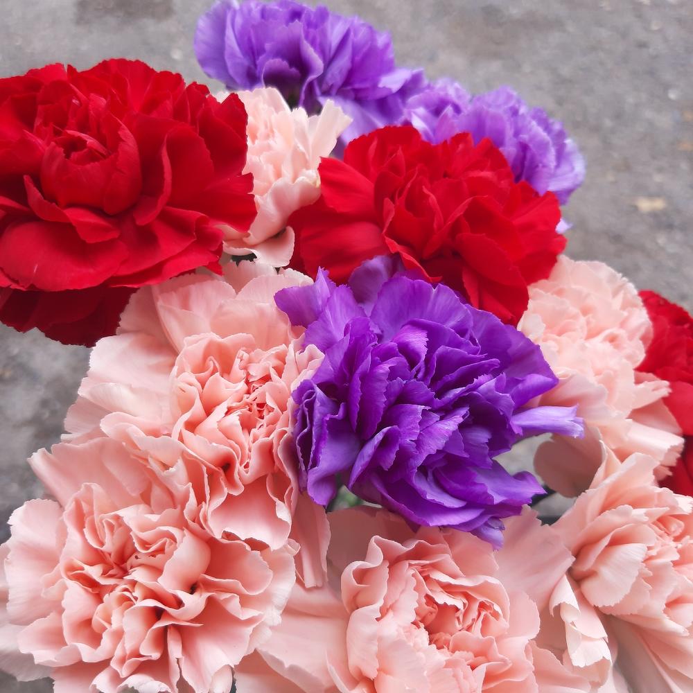 Dianthus colored
