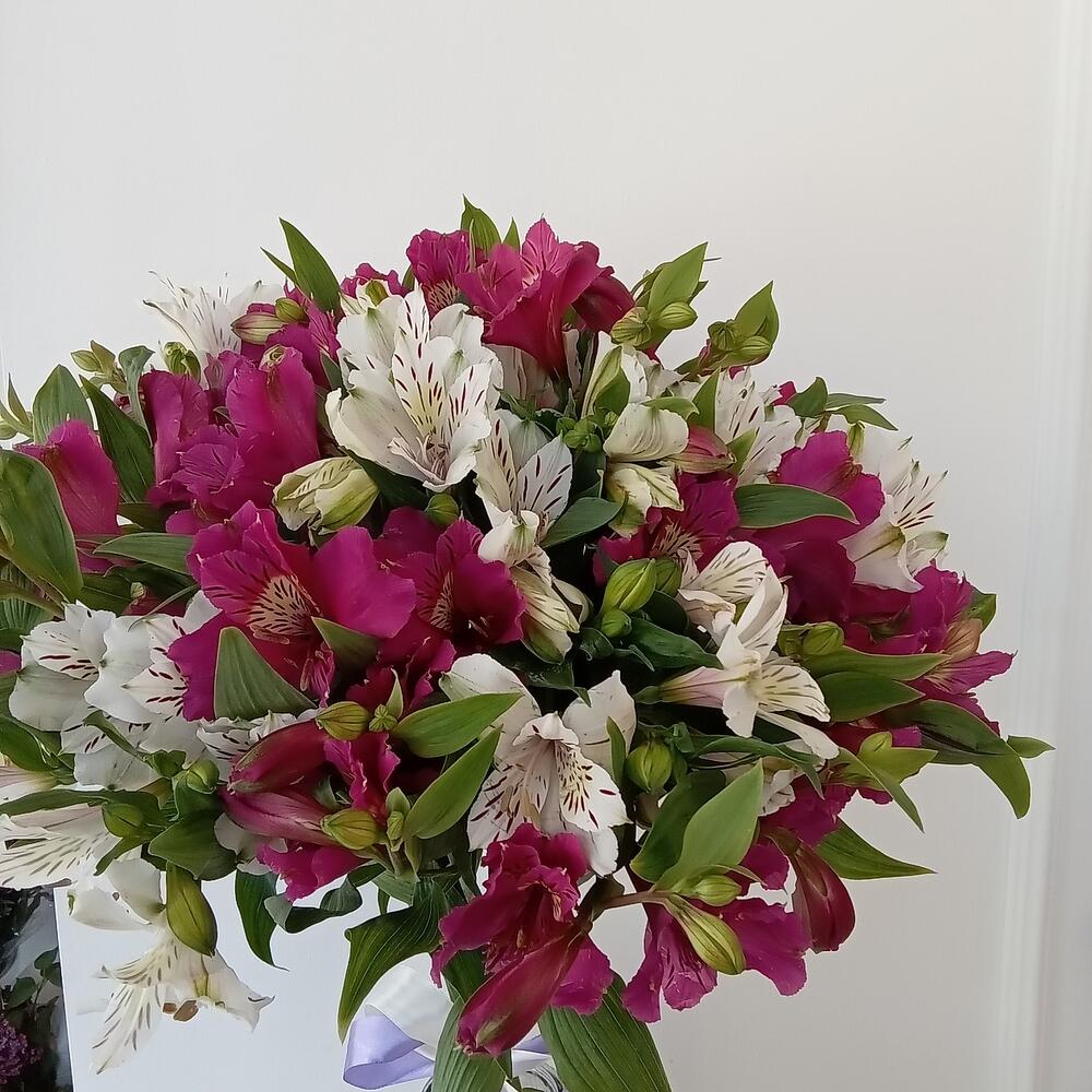 Alstroemeria 11