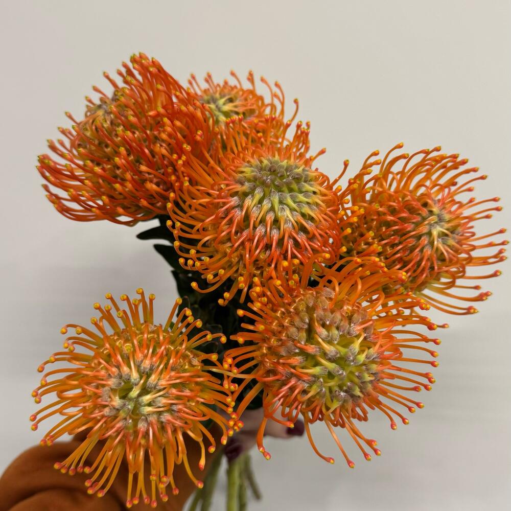 Нутан orange