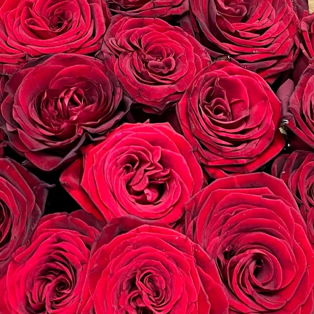 15 красных роз 🌹
