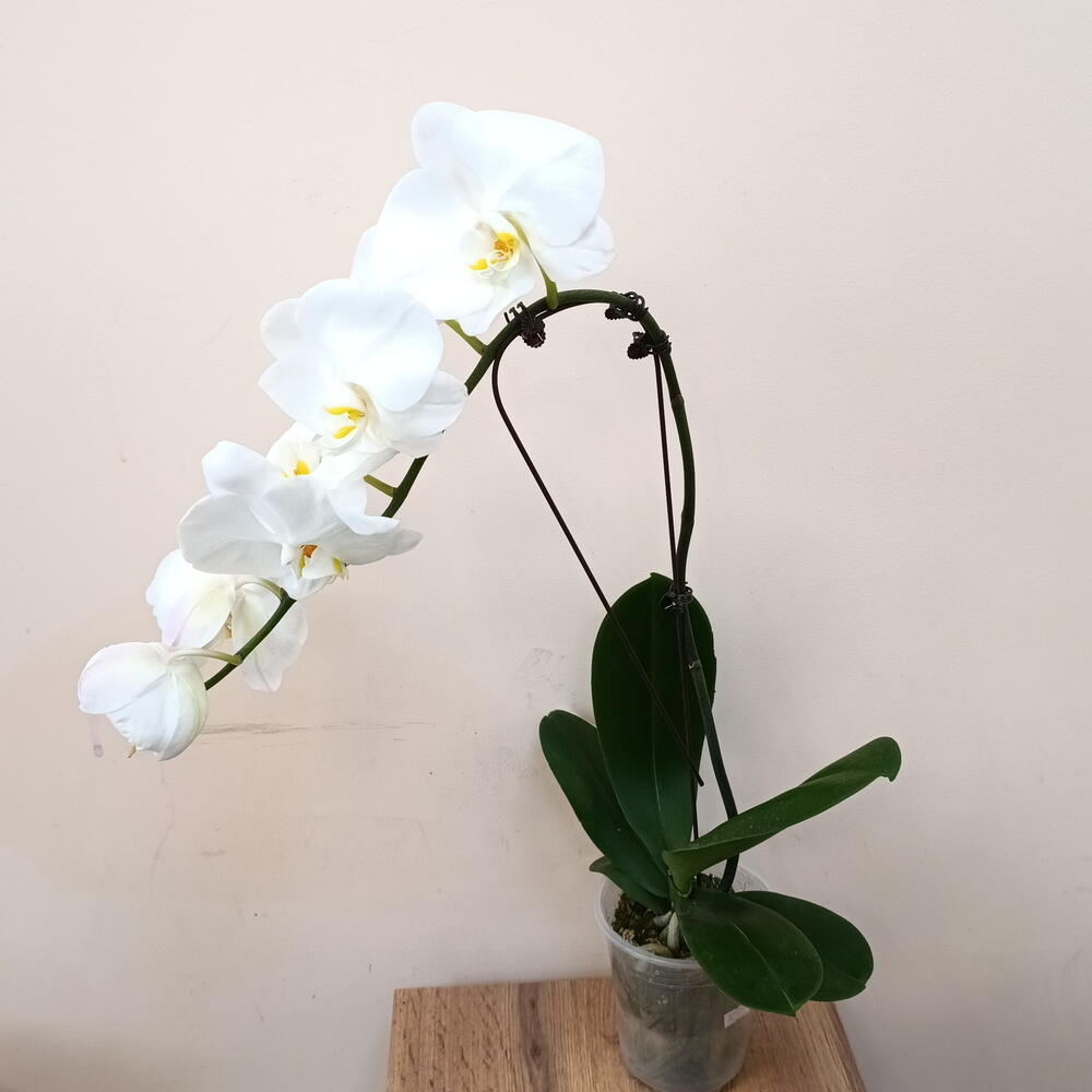 Орхидея фаленопсис Биг Вайт