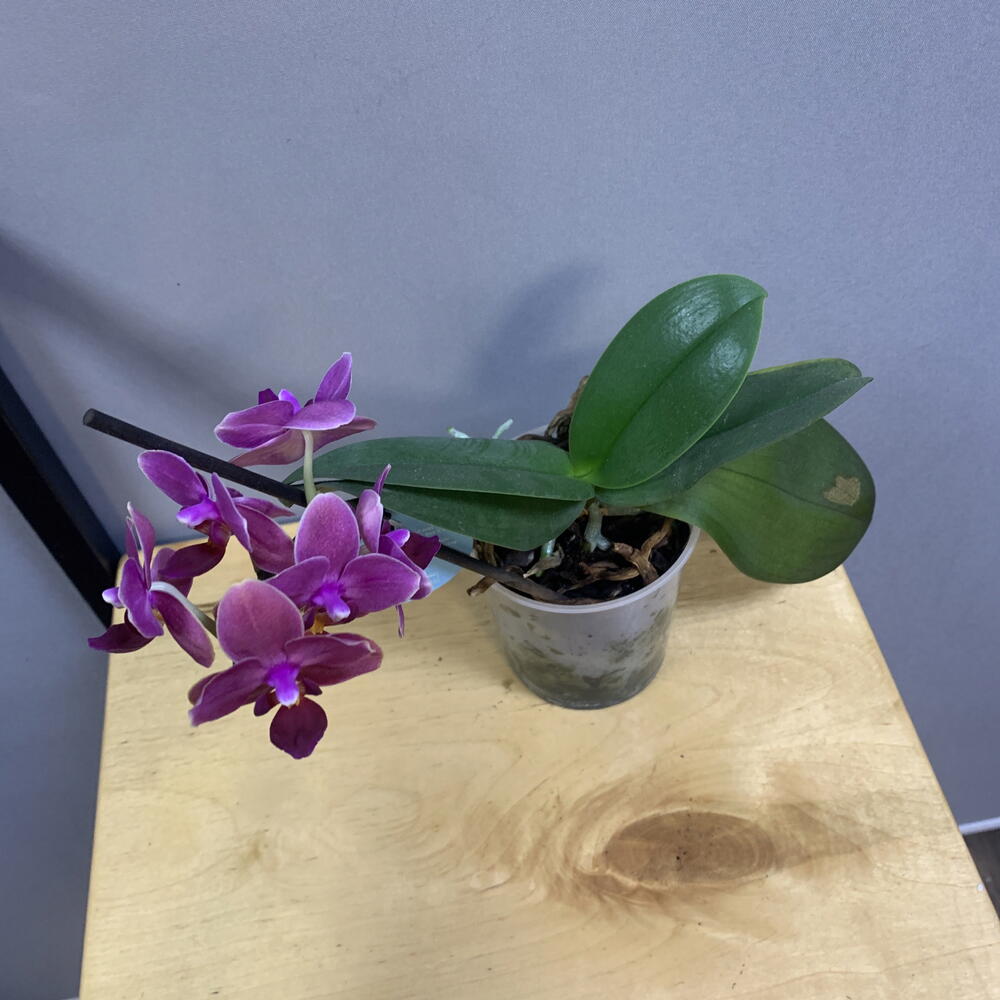 Орхидея Фаленопсис (Phalaenopsis) маленькая
