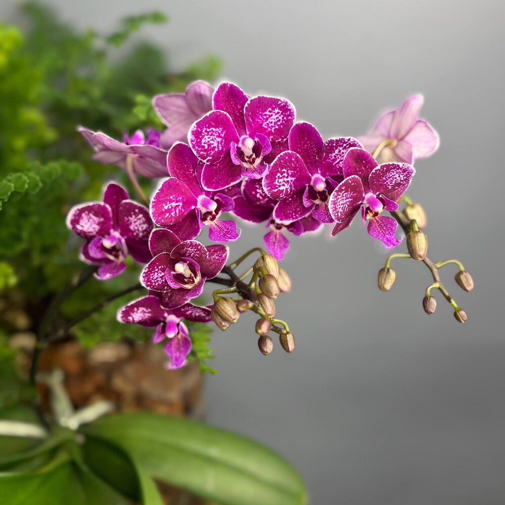 Композиция из орхидей и папоротника в стеклянной вазе «Маленький лес»