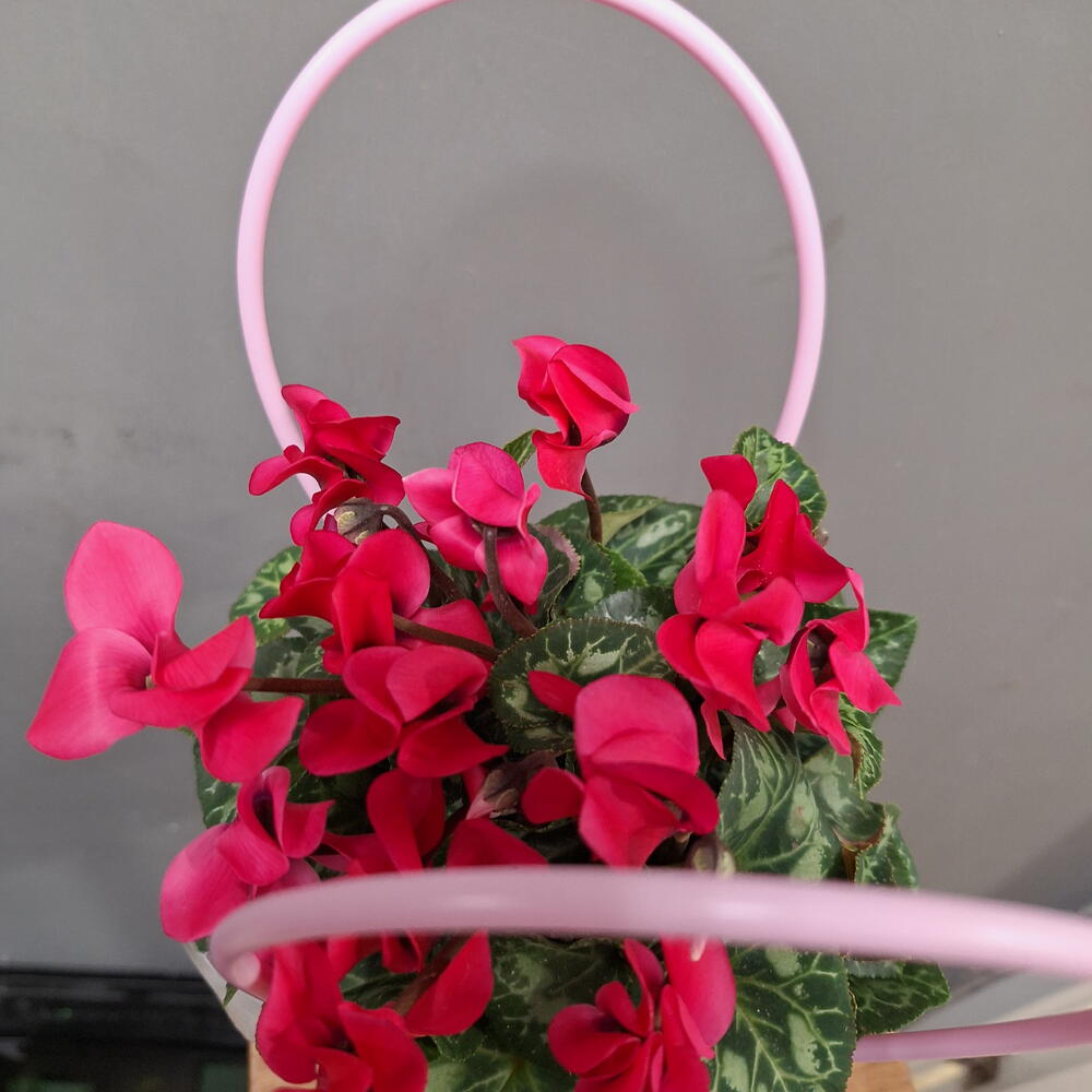 Цикламен розовый в сумочке