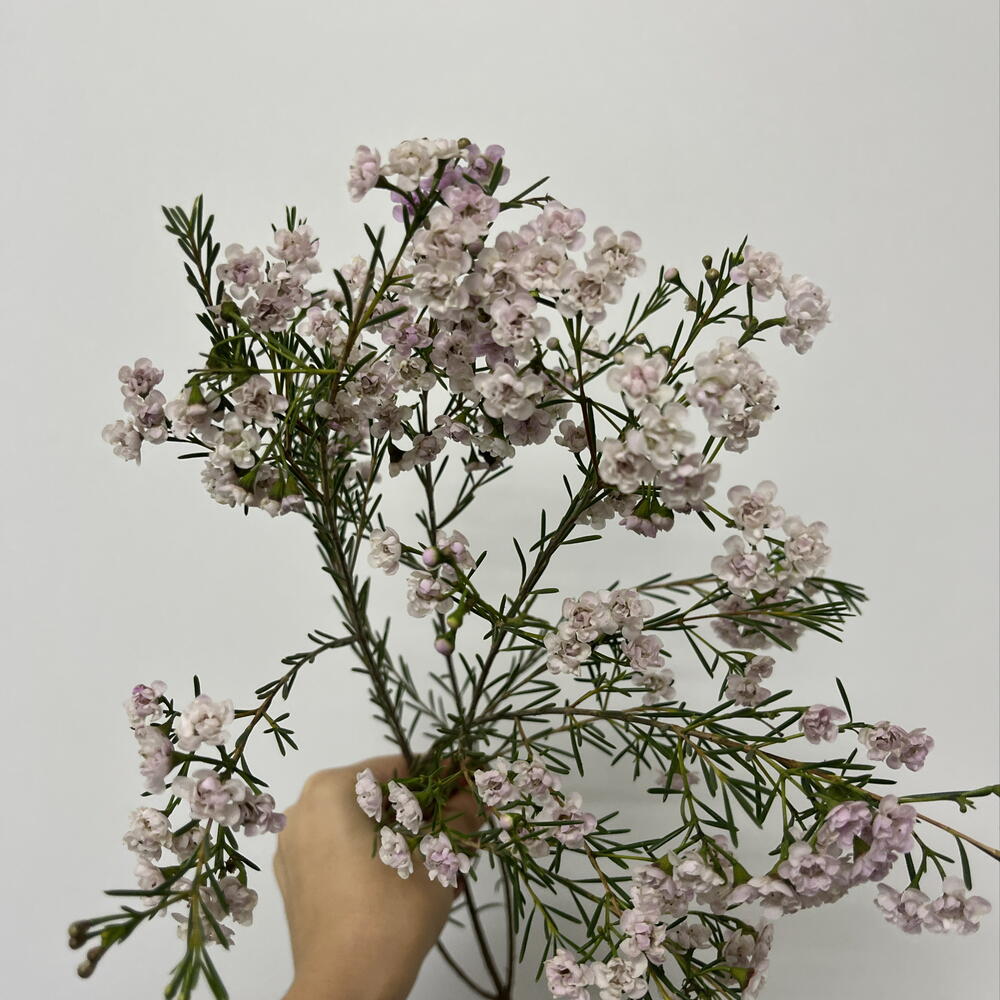 Хамелациум 🌸