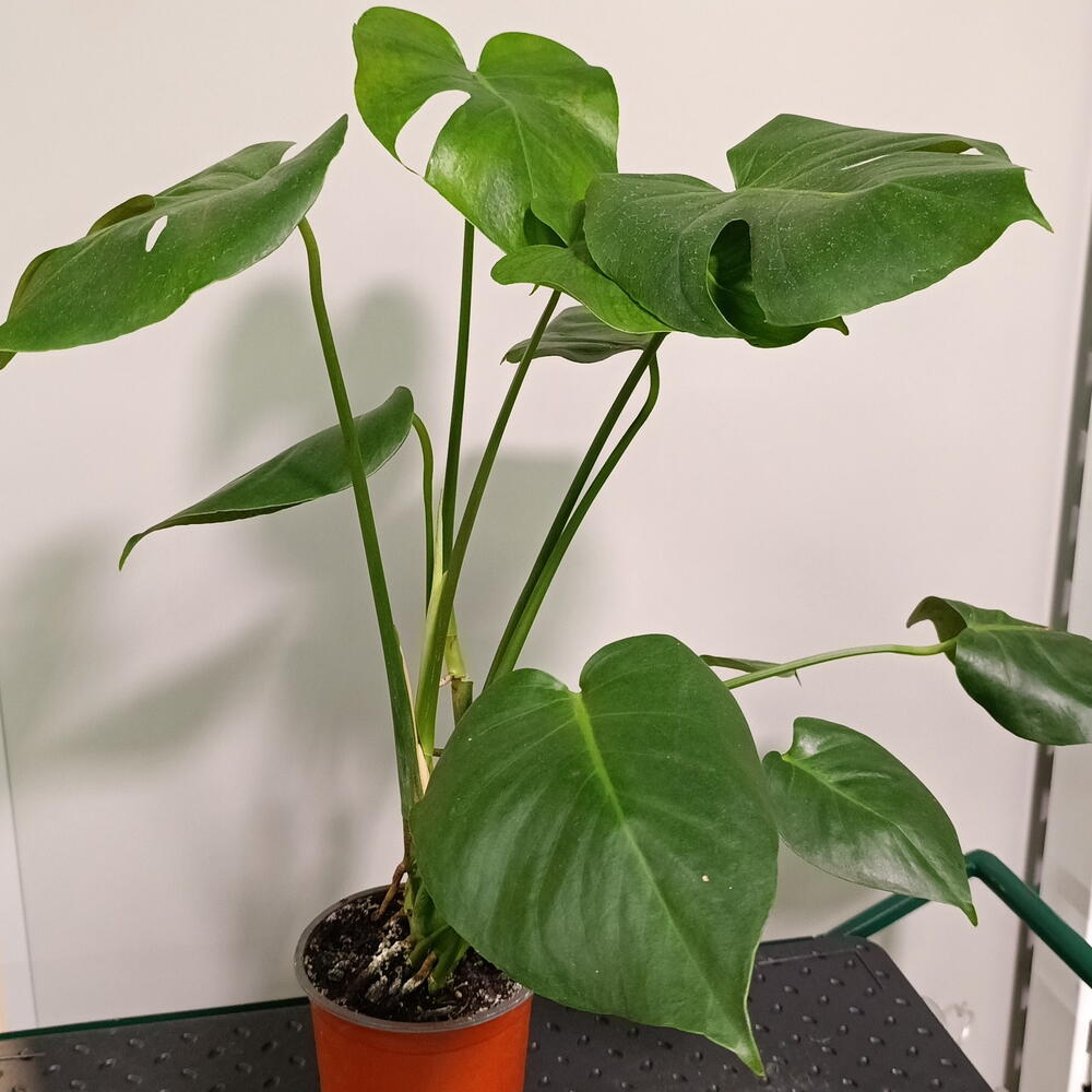 Монстера деликатесная (Monstera deliciosa)