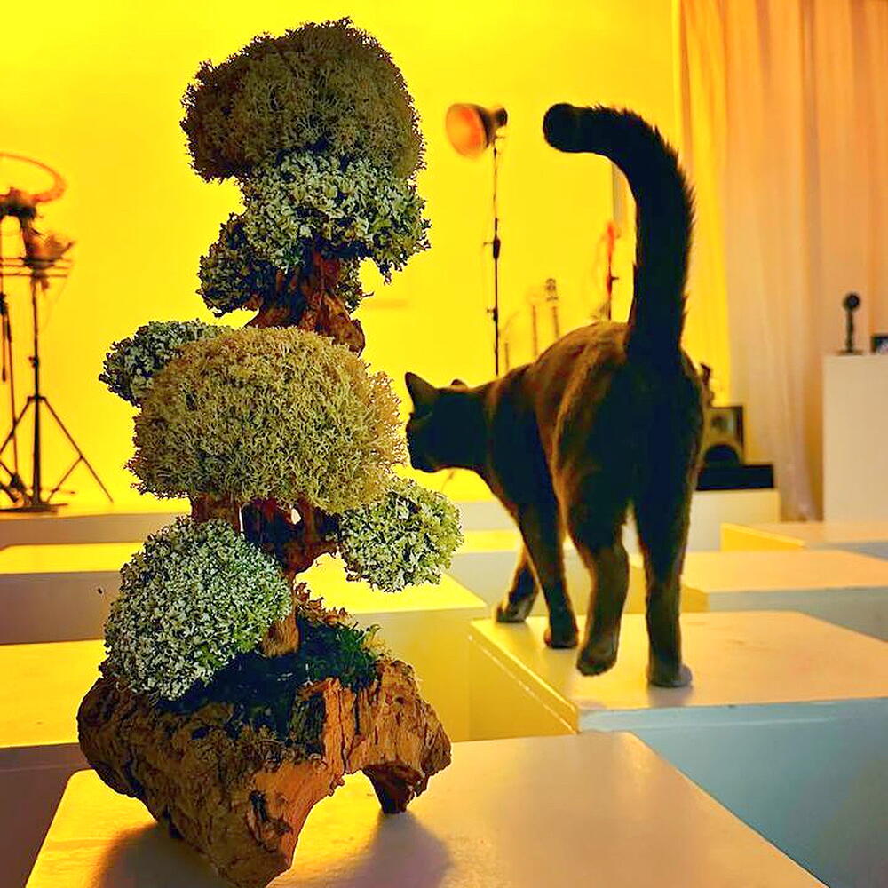 SAY — decorative indoor tree Cetraria