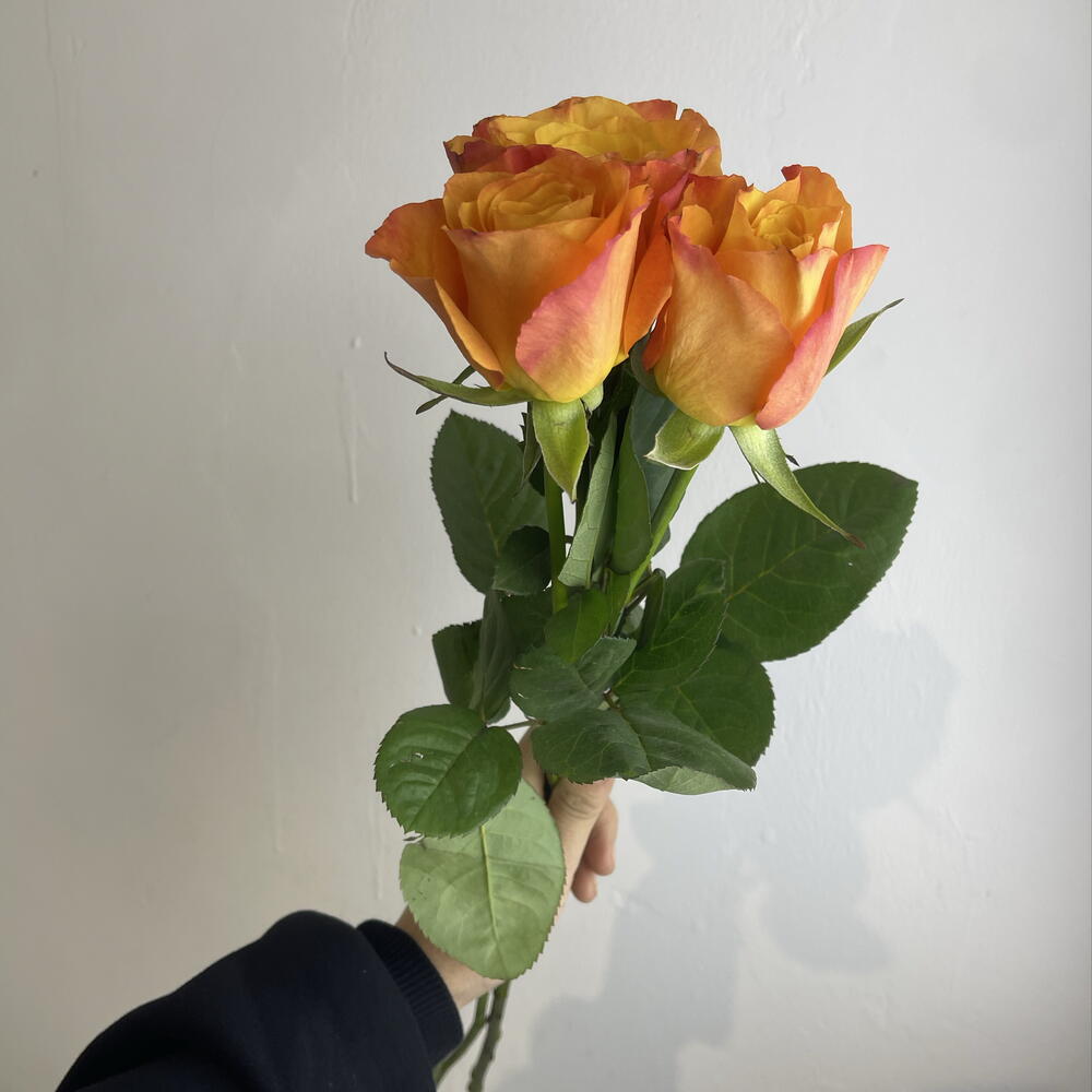 Розы рыжие 🧡3