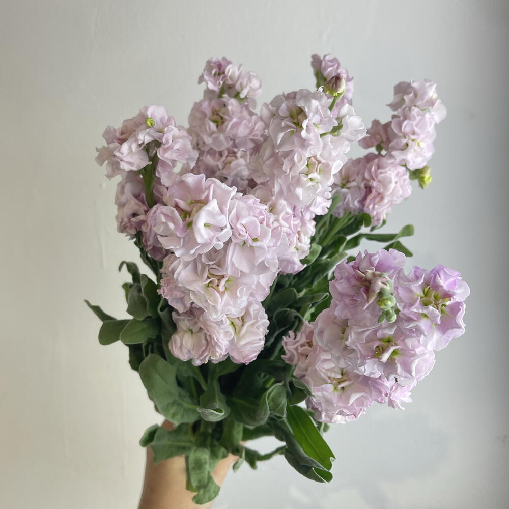 Метиолла 7