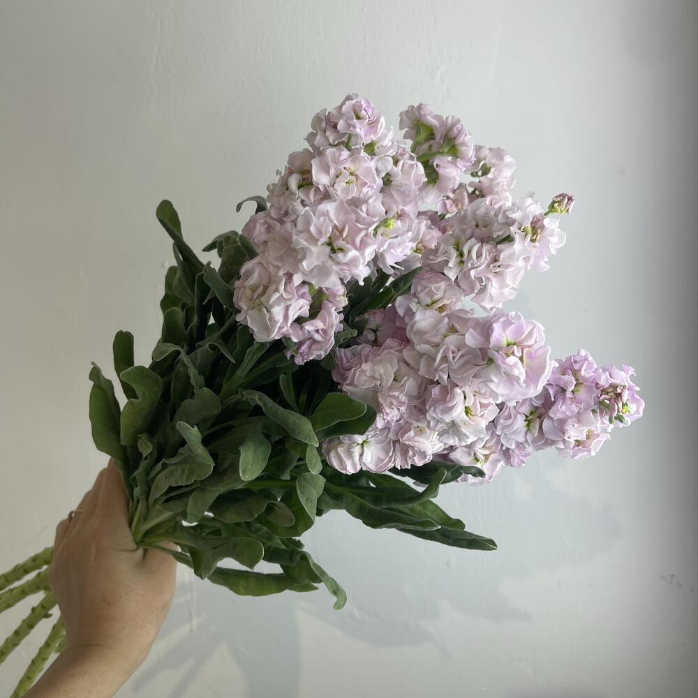 Метиолла 7