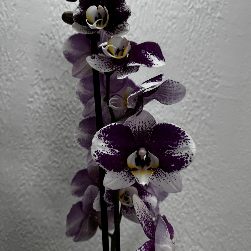 Орхидея Фаленопсис «Violet»