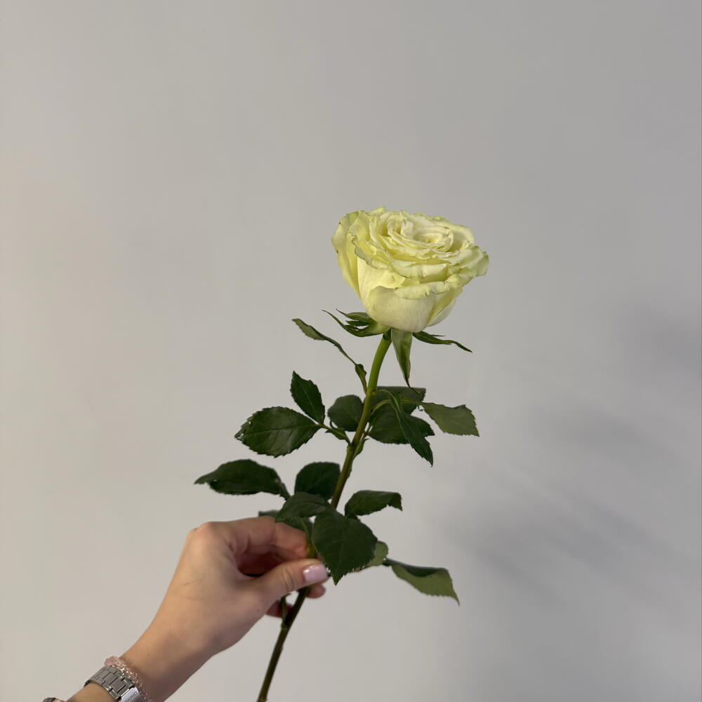 роза Лимонад💚