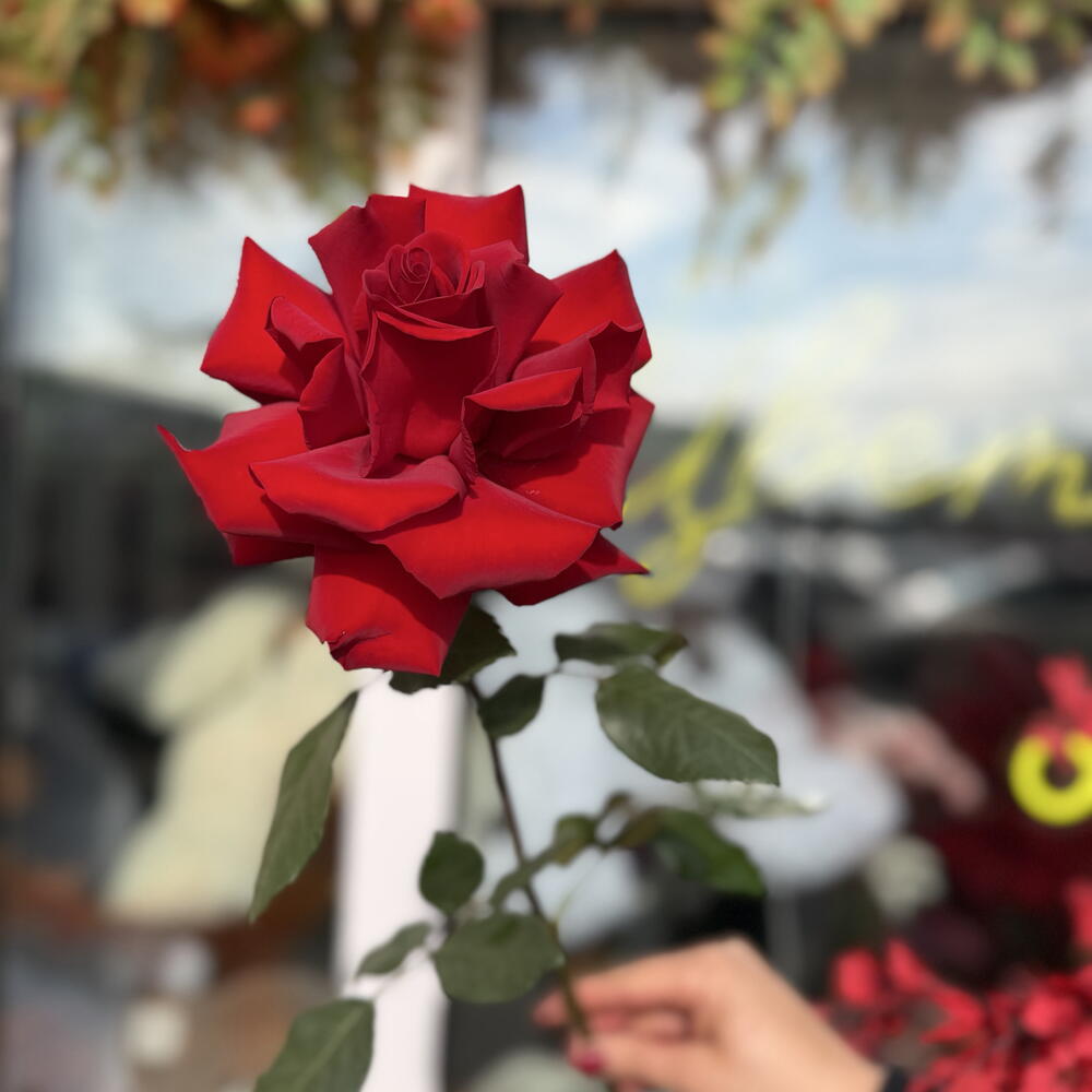 Французская красная Роза