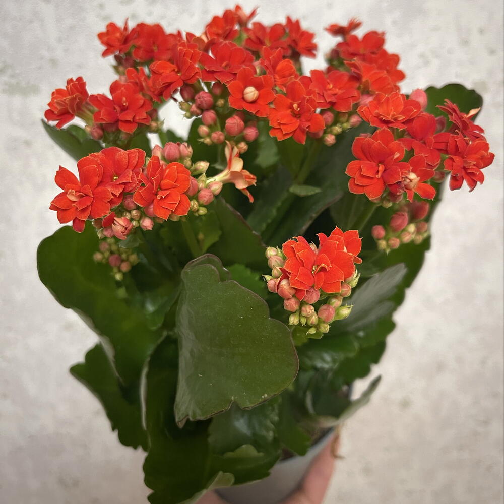 Каланхоэ Каландива