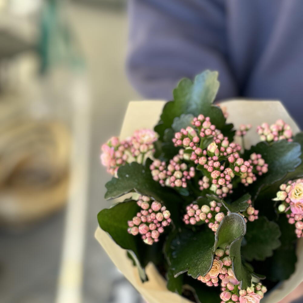Каланхоэ в большом горшке