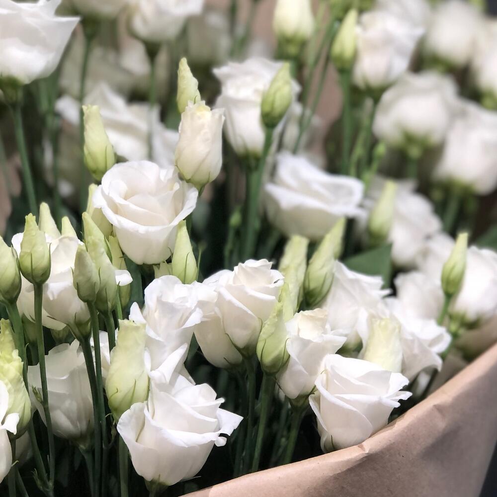 White Garden