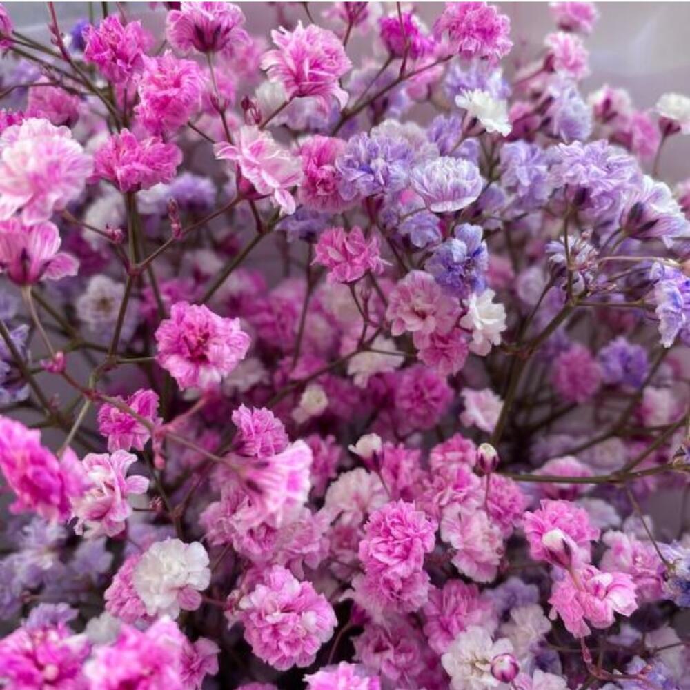Gypsophila 💕