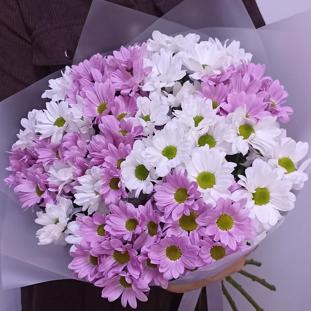 💐Хризантема
