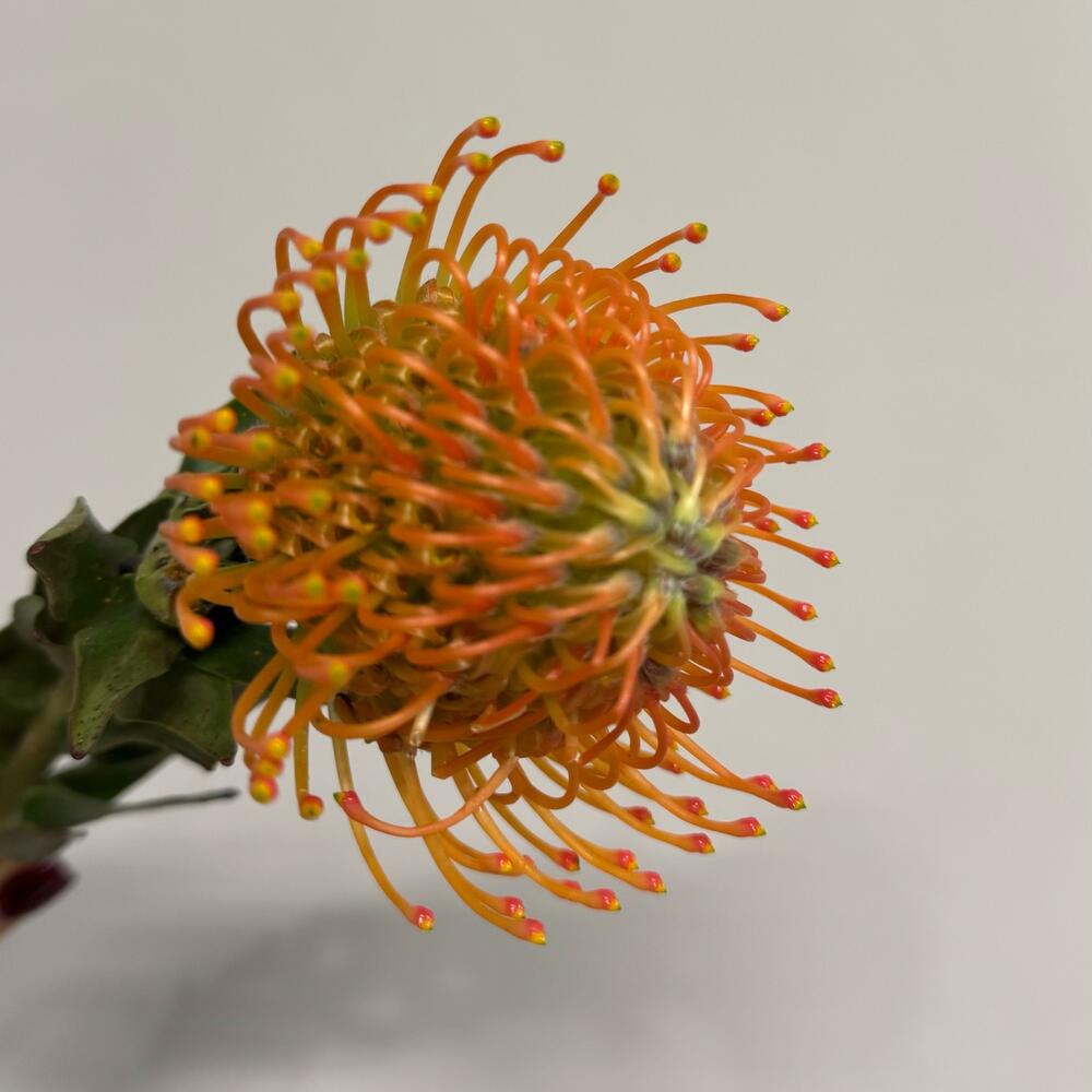 Нутан orange