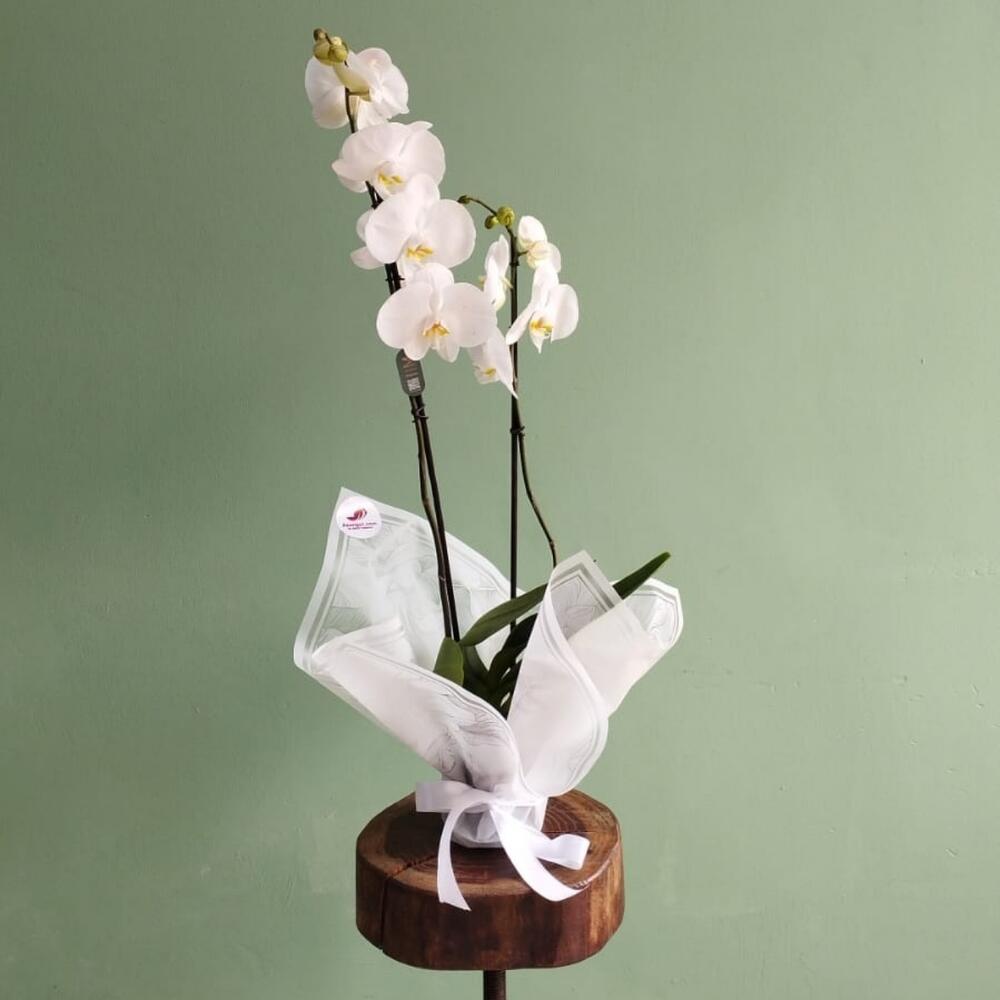 The orchid is white
