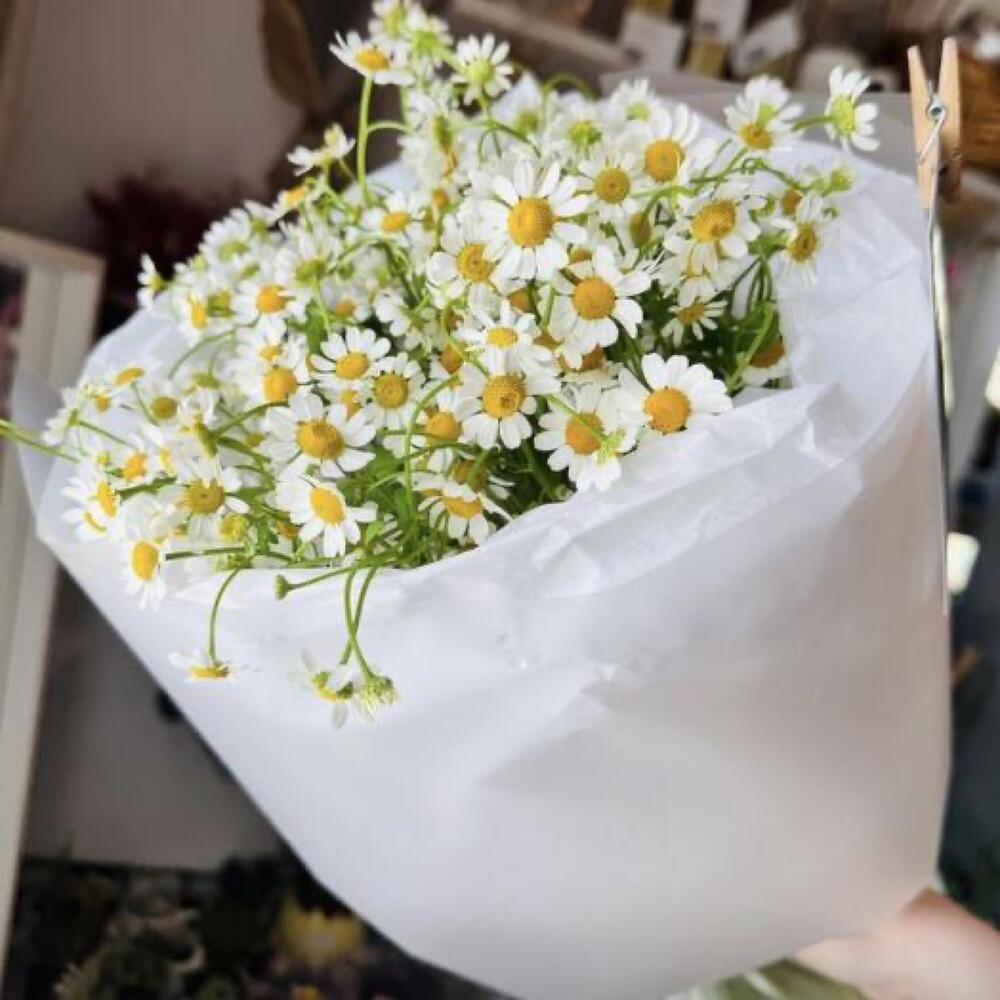 Ромашки на рассвете